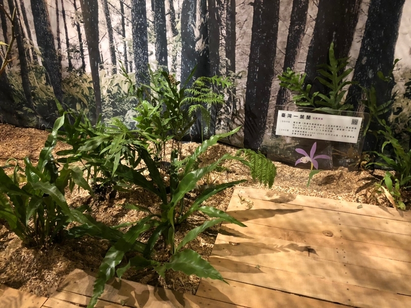 【小典藏｜愛看展】森體感：走進森林「森」呼吸！