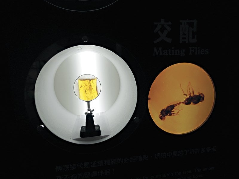 情到濃處的一對小蟲子。凝結於琥珀中的歡樂，宛如《失樂園》中黑木瞳與役所廣司最終的美。