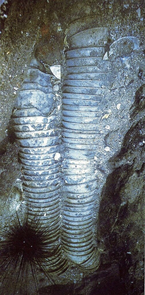 福建松溪回場窯（宋代）青瓷水注。