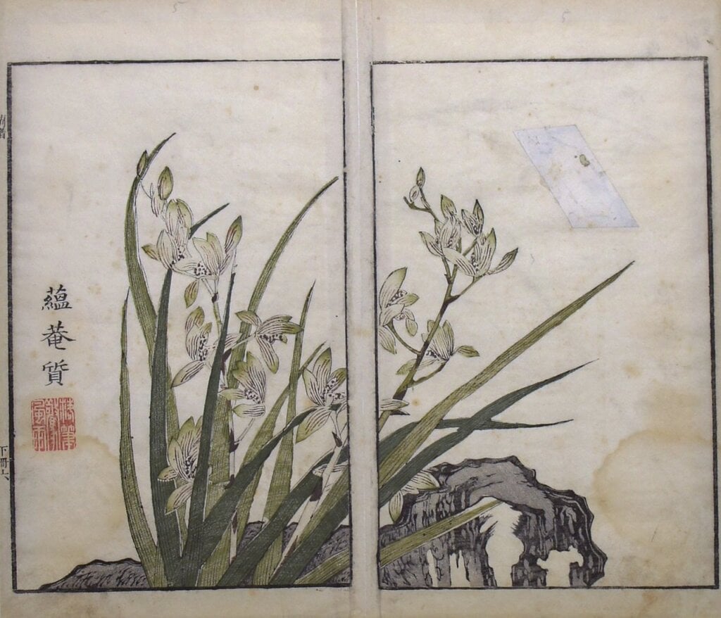 《芥子園畫傳．二集》卷六下〈蘭譜〉，第五／六頁「蘭石圖」，柏林國家博物館亞洲藝術館藏。