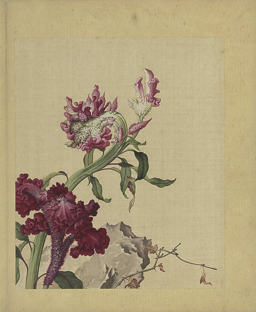 清郎世寧〈畫仙萼長春〉冊，其中一開「雞冠花」，國立故宮博物院藏。
