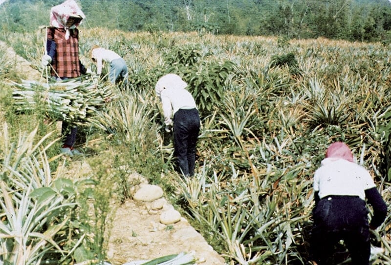 菠蘿宣的製程：a 採收鳳梨葉。
