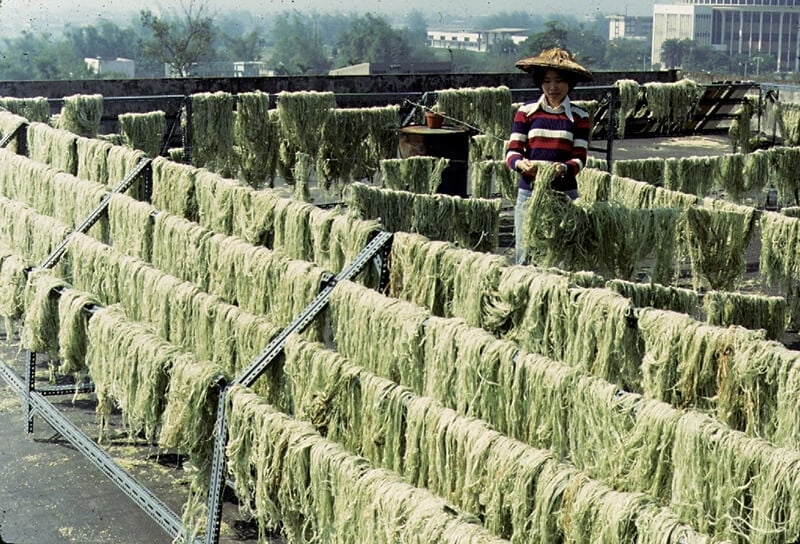 菠蘿宣的製程：c 鳳梨葉曬乾。
