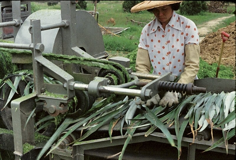 菠蘿宣的製程：b 鳳梨葉採纖。
