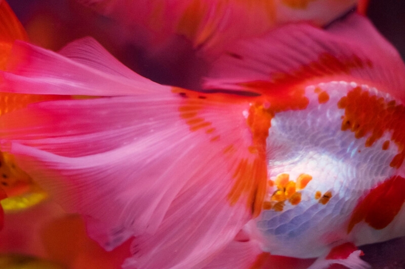 蜷川實花的「Noir」系列作品。©Mika Ninagawa Courtesy of Tomio Koyama Gallery