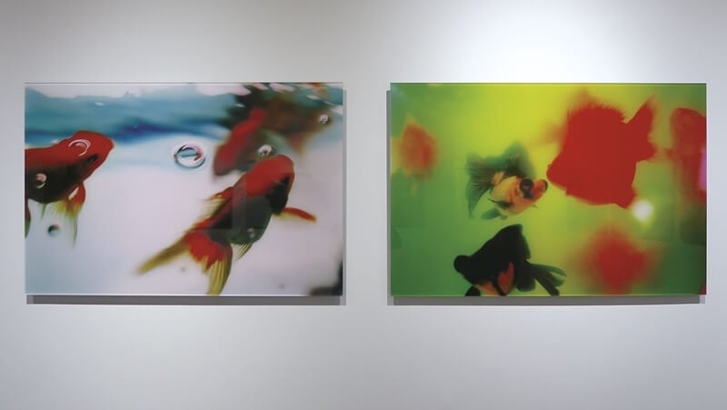 蜷川實花《液態夢幻系列》捕捉金魚的美麗身形。©mika ninagawa Courtesy of Tomio Koyama Gallery