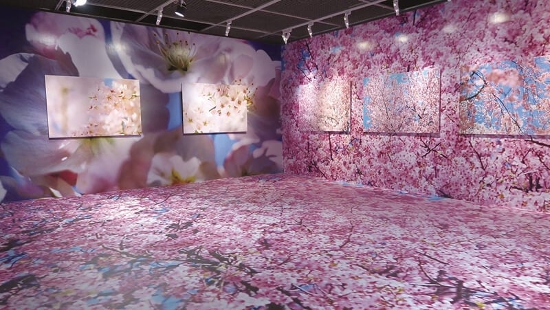 蜷川實花《櫻系列》展間重現2011年日本櫻花盛開美景。©mika ninagawa Courtesy of Tomio Koyama Gallery