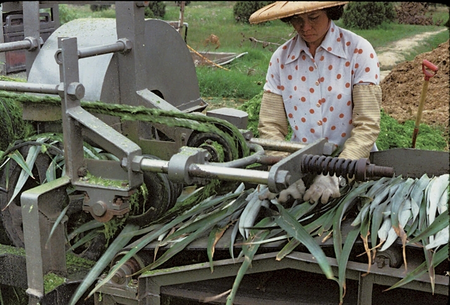 菠蘿宣的製程：b鳳梨葉採纖