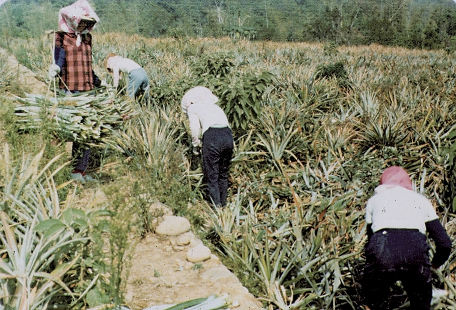 菠蘿宣的製程：a採收鳳梨葉
