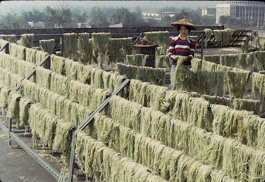 菠蘿宣的製程：c鳳梨葉曬乾