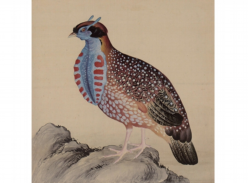 清余省、張為邦〈鳥譜〉第五冊：〈紅色吐綬雞〉，北京故宮博物院藏。圖╱本刊資料室。