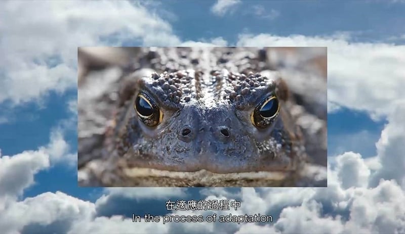 莊培鑫 《第二章》 錄像裝置 1’55” 2017 圖片提供:紅野畫廊