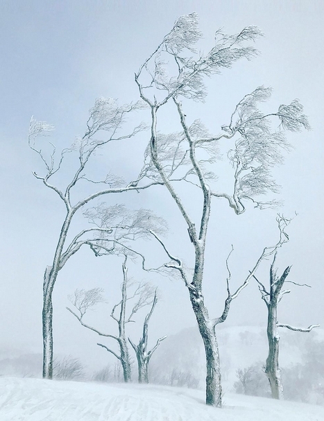 金昌民 冬之仙境 Winter Wonderland 攝影 107x82cm 2017 圖片提供：藝倡畫廊