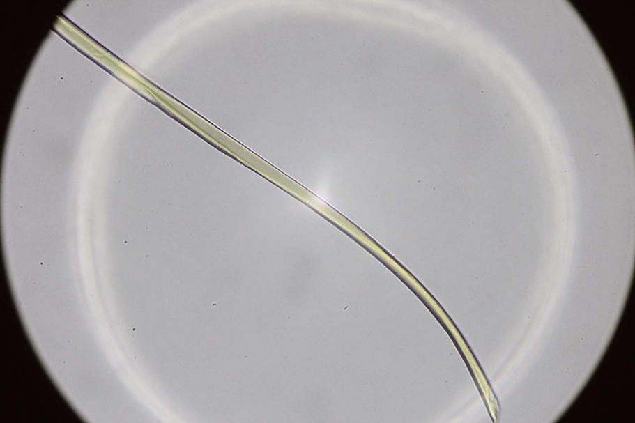 圖19 清代匾額10號芯線和背襯的生物顯微照片。圖∣陳楊