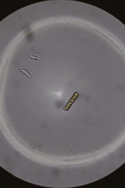 圖16 清代匾額5號背襯的生物顯微照片。圖∣陳楊