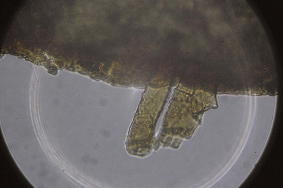 圖15 背襯的生物顯微照片。圖∣陳楊