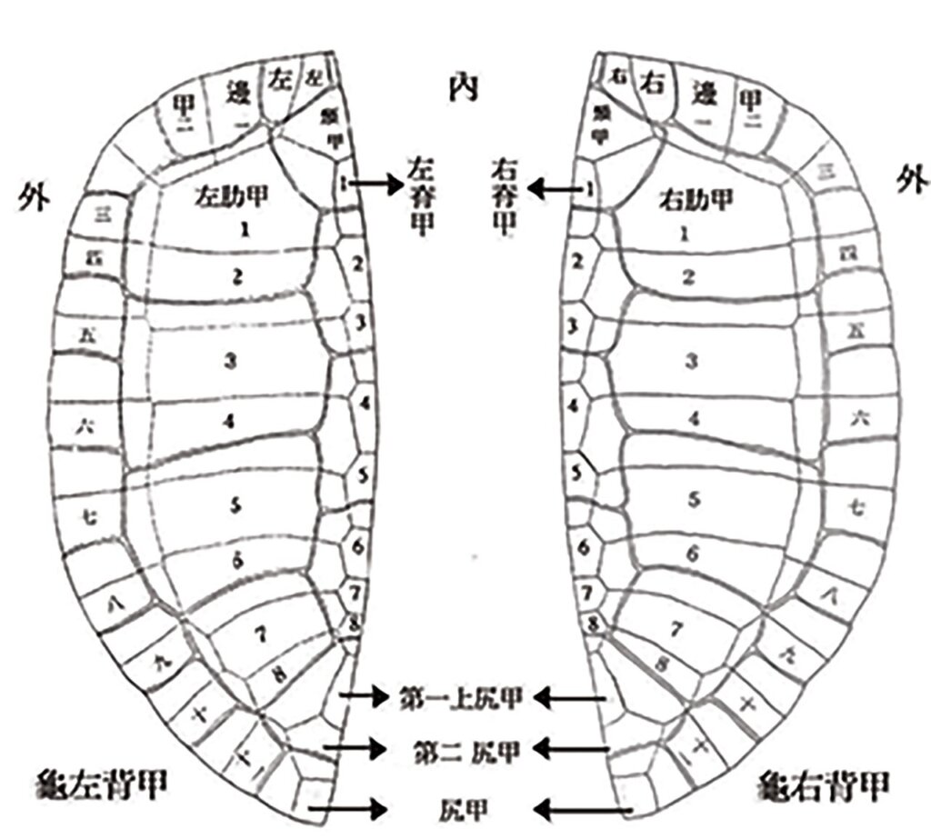 龜背甲結構圖。