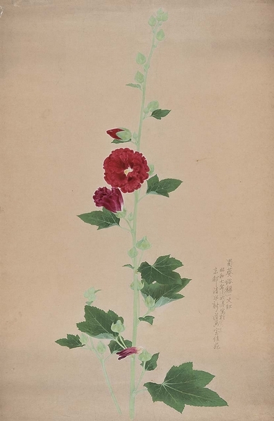 林玉山1932年作〈蜀葵〉，79.4×51.5公分，嘉義市政府文化局典藏品。（嘉義市政府文化局提供）