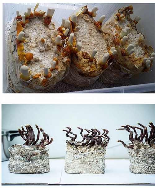 《Taro''s mushroom，菌絲網絡社會》。（鄭淑麗提供）