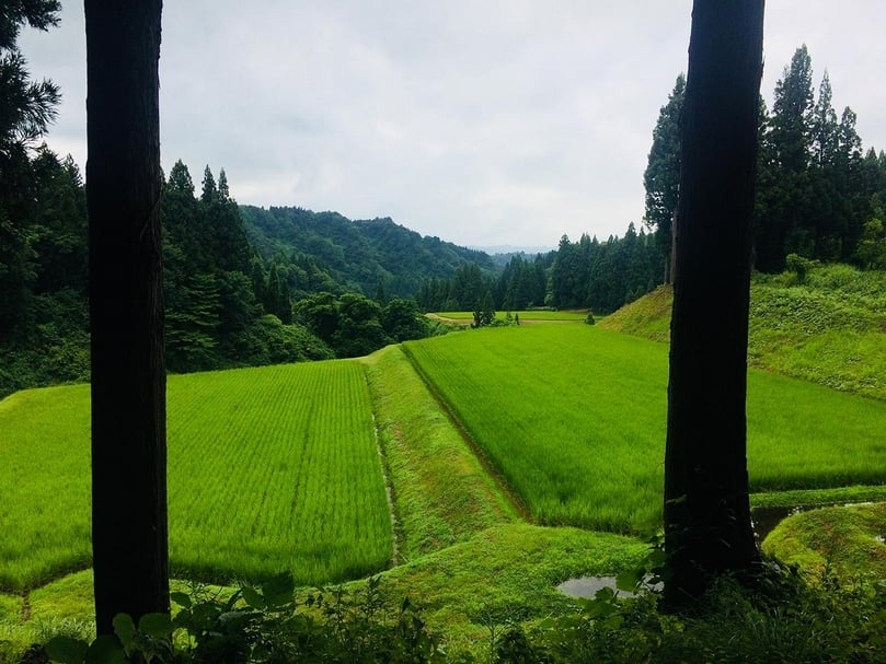 越後妻有著名的梯田場景，一塊、一塊，整齊劃一又蓬鬆柔軟彼此相依，如安可曲般豪氣地映現眼前。（攝影／凃倚佩）
