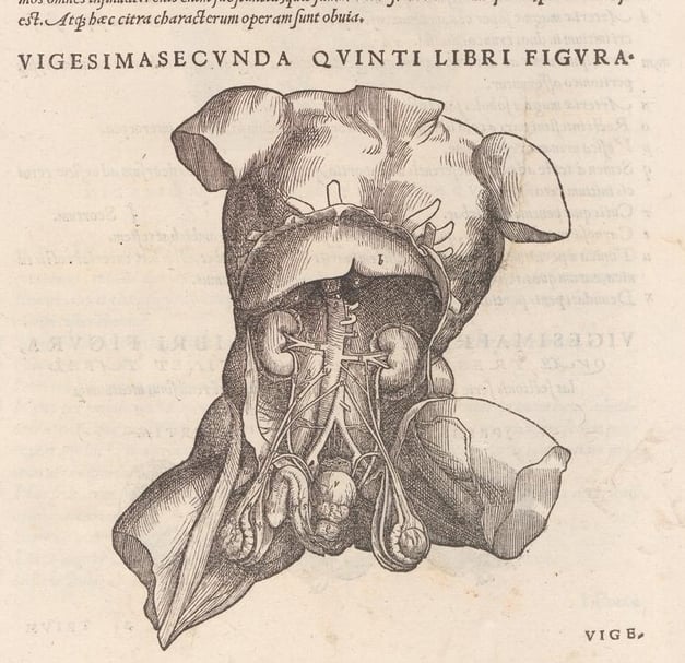圖版出自維薩里歐斯（Andreas Vesalius）《人體的構造》（De humani corporis fabrica）。（© 巴塞爾大學圖書館）
