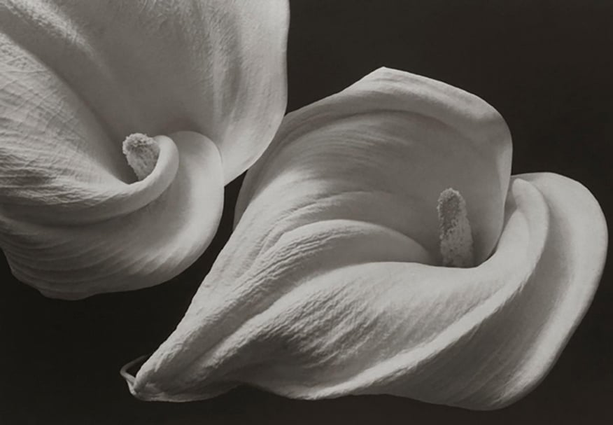 「ASIA+」中1839當代藝廊帶來井津建郎（Kenro IZU）1996年《靜物》（Still Life）。 （台北國際藝術博覽會提供）