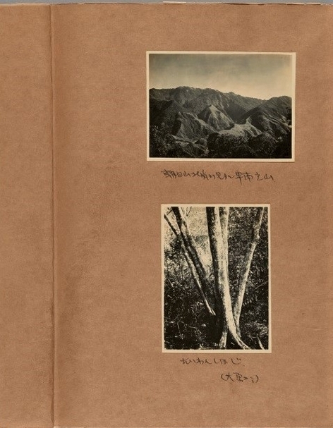 台灣實驗林植物調查報告第一預報 1931 植物調查〈學生實習植物調查報告〉內頁，紙、墨、照片，28x21.5x3.5cm， 1931。（京都大學田野調查科學教育研究中心收藏、京都大學研究資源檔案中心提供）