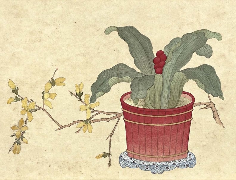 圖7 清沈煥〈萬年青花盆〉，17.2×22.9公分，收錄於〈畫仙葩清供〉冊。圖︱國立故宮博物院