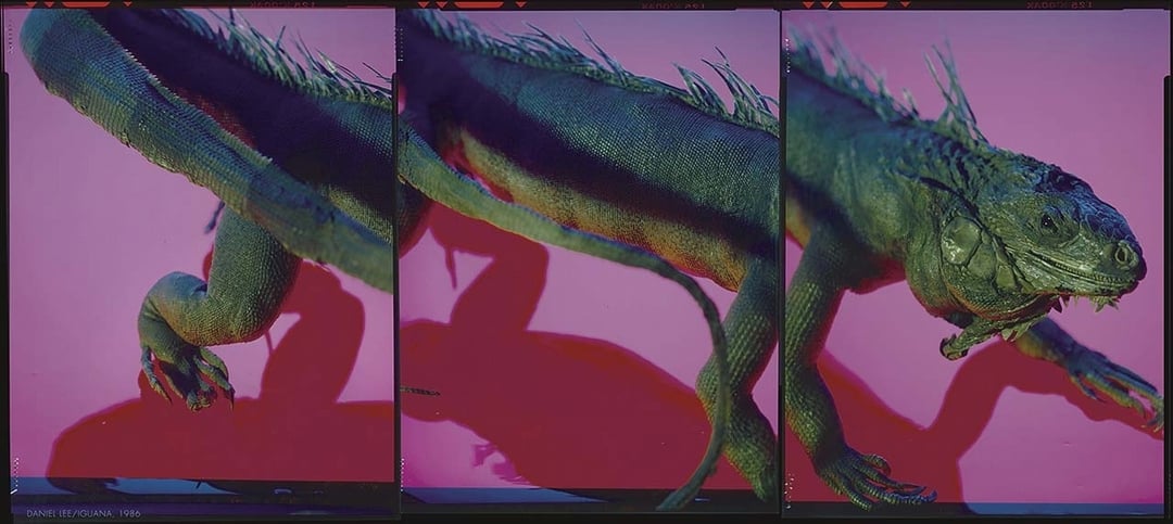 李小鏡《鬣蜥》，版數9、典藏噴墨典藏噴墨，96×43cm，1986。（沂藝術提供）