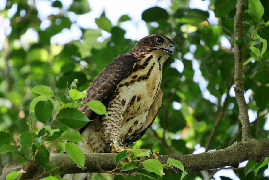 臺灣常見的猛禽「鳳頭蒼鷹」，在大安森林公園也可以看到牠們的身影。