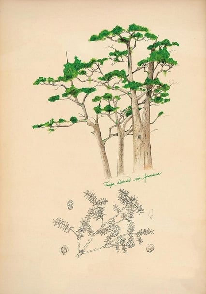 吳明益《冰盾之森》，色鉛筆、紙本，38×26cm，2018。（台北市立美術館提供）