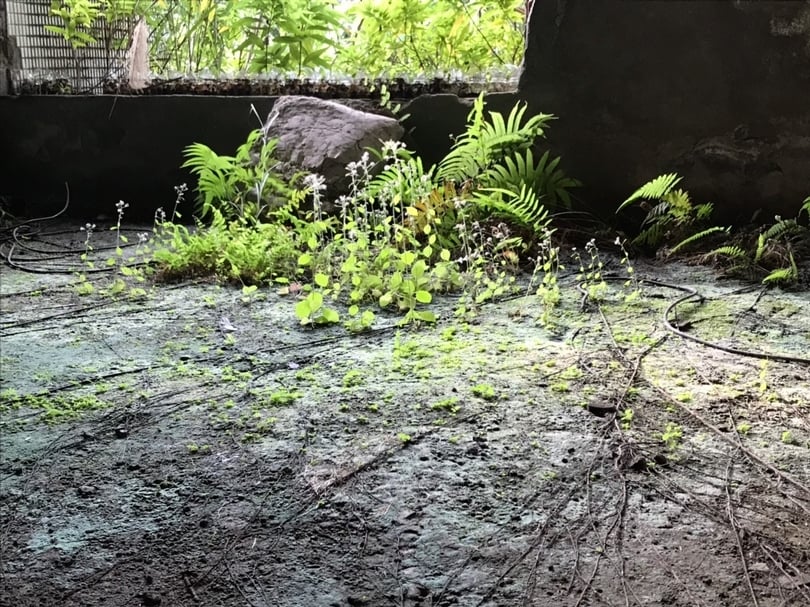 無名的野草和蕨類，扶疏地抽出綠芽，另有樹根密佈其中呈放射狀，蔡導指著地上生苔的淤泥讚嘆：「任何一個電影美術，都沒辦法做出這種綠」。（攝影／陳漢聲）