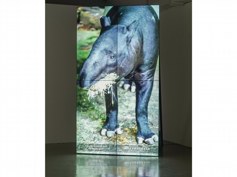 「熊貓、鹿、馬來貘與東印度公司——許家維個展」展覽現場。（攝影／黃宏錡，北師美術館提供）