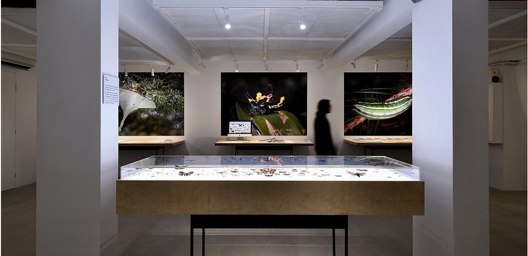 「森山蛾」展覽現場。（格式設計展策提供）