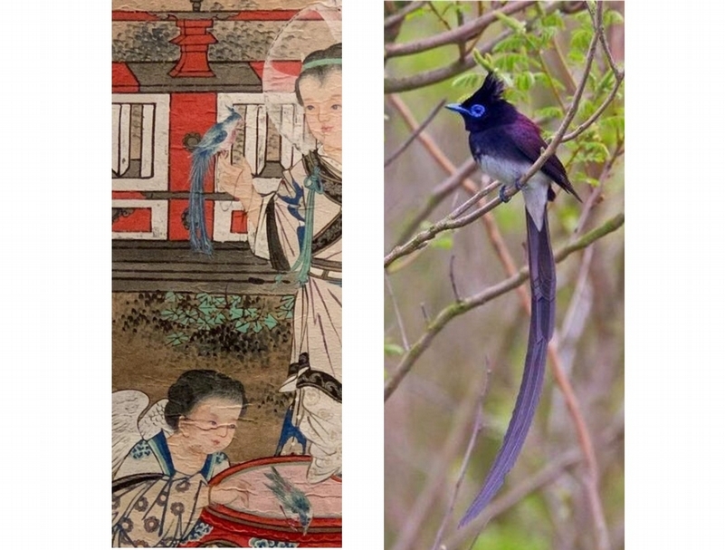 《園林中的聖母、聖子與天使》的畫中鳥和紫綬帶鳥比較。（王明彥提供）
