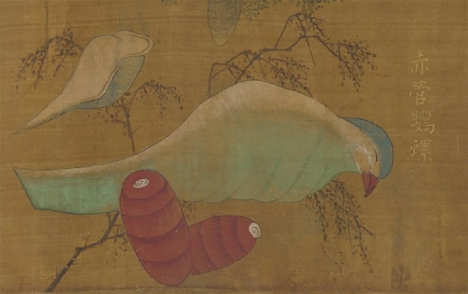 〈海珍圖〉的「赤管鸚螺」。(國立故宮博物院提供)