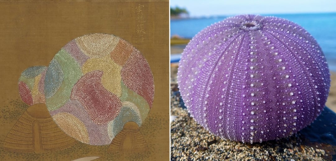 左為〈海珍圖〉的「雲毬簇海」,右為海邊的海膽殼體。(國立故宮博物院提供。攝影/Steve Jurvetson,取自維基百科。)