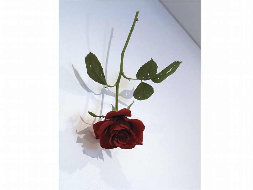 須田悅弘《Rose》，木頭彩繪，尺寸可變，2008。（也趣藝廊提供）