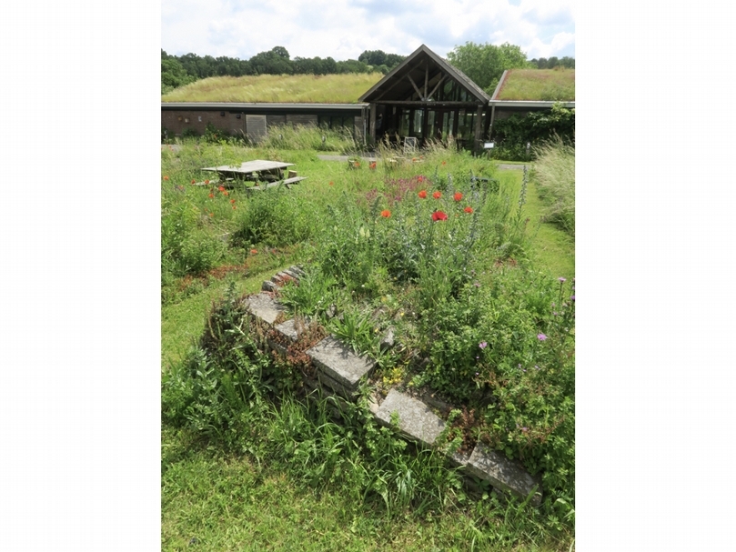 荷蘭CNME傑克達爾自然園（CNME Natuurtuinen Jekerdal）中植物自由混生的景觀。（ 賴怡辰提供）