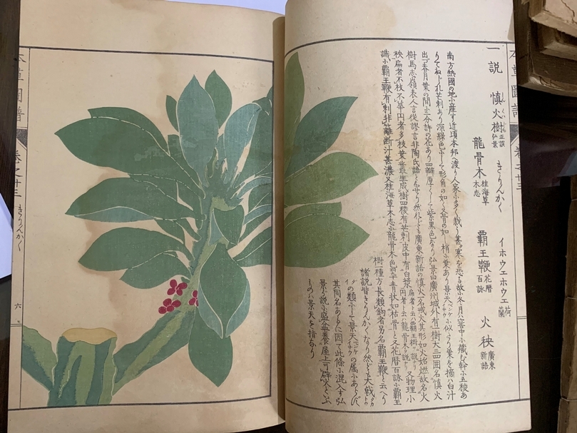 《本草圖譜》，岩崎常正增訂，1917年，紙質，17.4×25.5公分，私人收藏。（鄭婷提供）