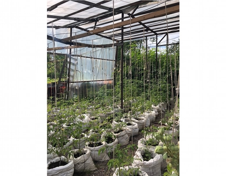 公主花園 （Prinzessinnengärten）的番茄苗圃（ 賴怡辰提供）