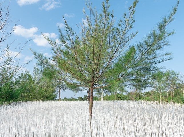 《坡白留青 White Dune with Green》｜染白之竹籤10萬根 (塗料為水性安全標章之環保塗料)｜游文富｜圖片來源：漫行沙丘－2019壯圍沙丘地景藝術節官網