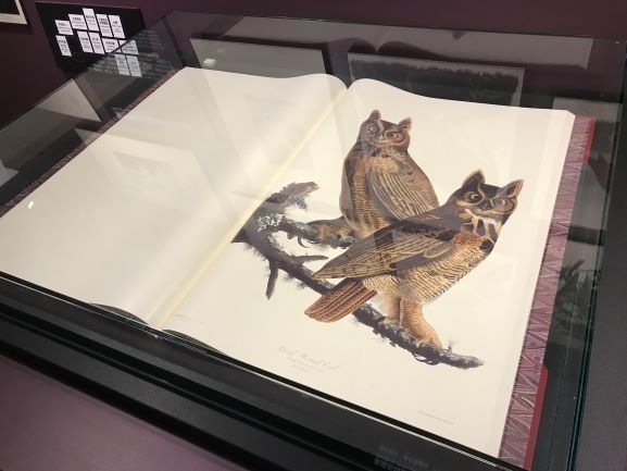 【小典藏｜愛看展】喜歡畫畫也超愛大自然嗎? 來看「繪自然－博物畫裡的臺灣」