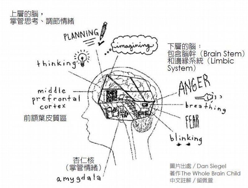 腦科學告訴我們：大腦會被體罰「打壞」！