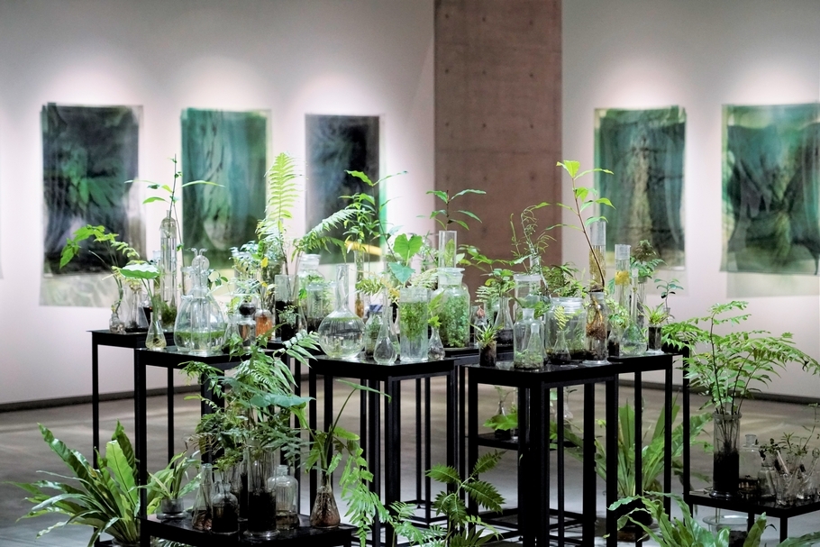 後方可見牆面大量影像作品的《與植物對話》(Conversations with plants),呈現勞倫絲眼中從遠眺到近觀的臺灣山林景致;展場中央充滿生機的百棵活體植物《通過綠色引信之力催生了花朵》(The force that through the green fuse drives the flower)(圖片來源:毓繡美術館提供)