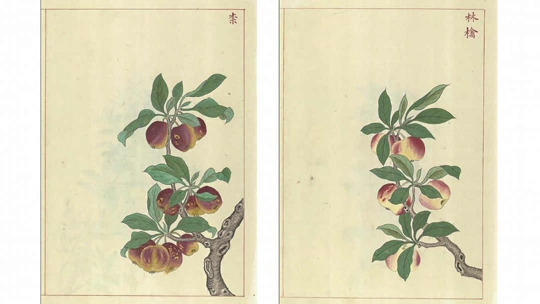 明文俶繪《金石昆蟲草木狀》，「柰」、「林禽」，明萬曆四十五至四十八年（1617－1620）彩繪本，國家圖書館藏。圖版取自書格網站。