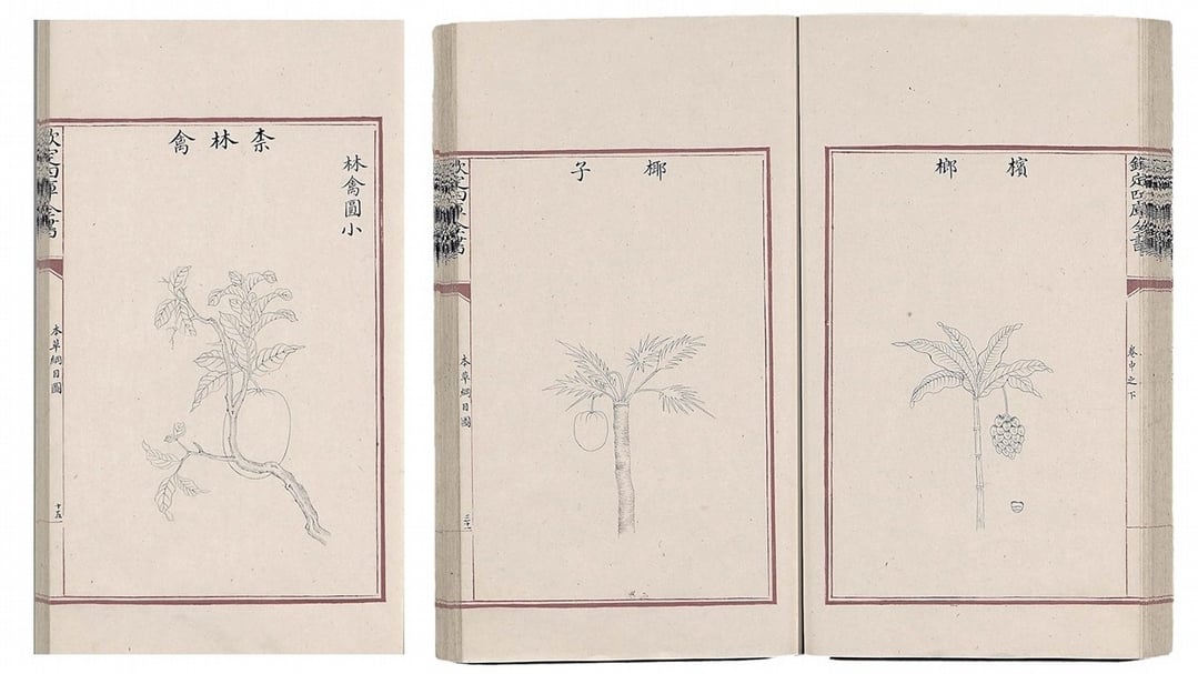 明李時珍《本草綱目》卷之「柰林檎」、「檳榔」、「椰子」，文淵閣四庫全書本，國立故宮博物院藏。（國立故宮博物院提供）。