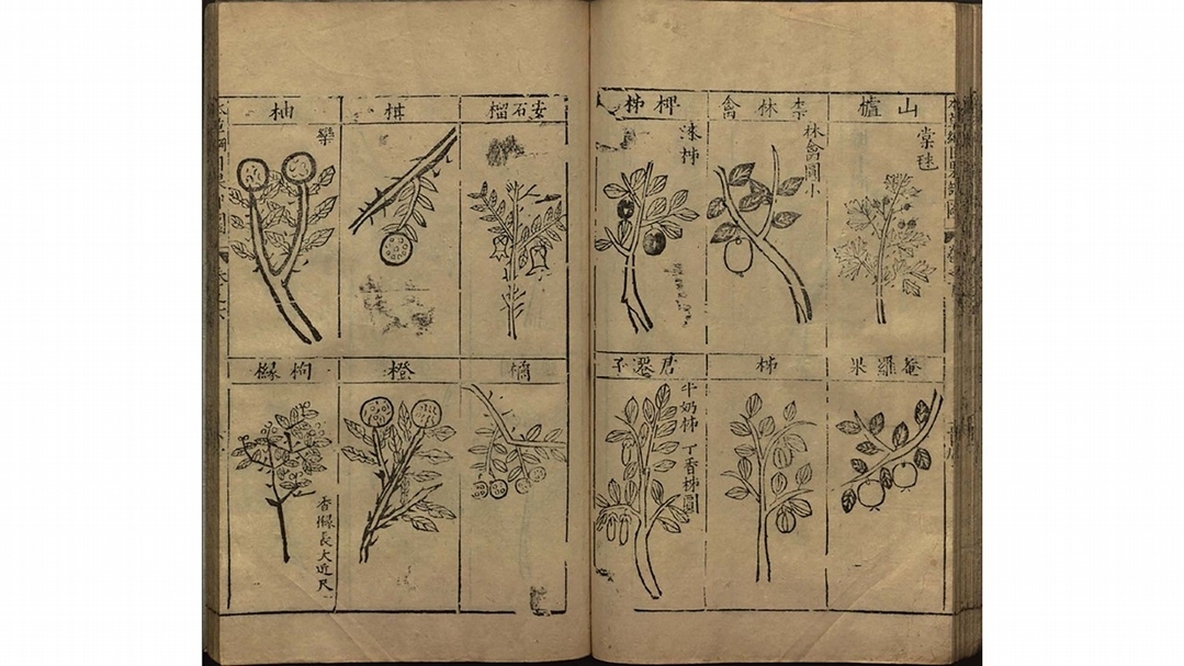 明李時珍《本草綱目》，明萬曆二十四年（1596）金陵胡承龍刻本，美國國會圖書館藏。圖版取自書格網站。