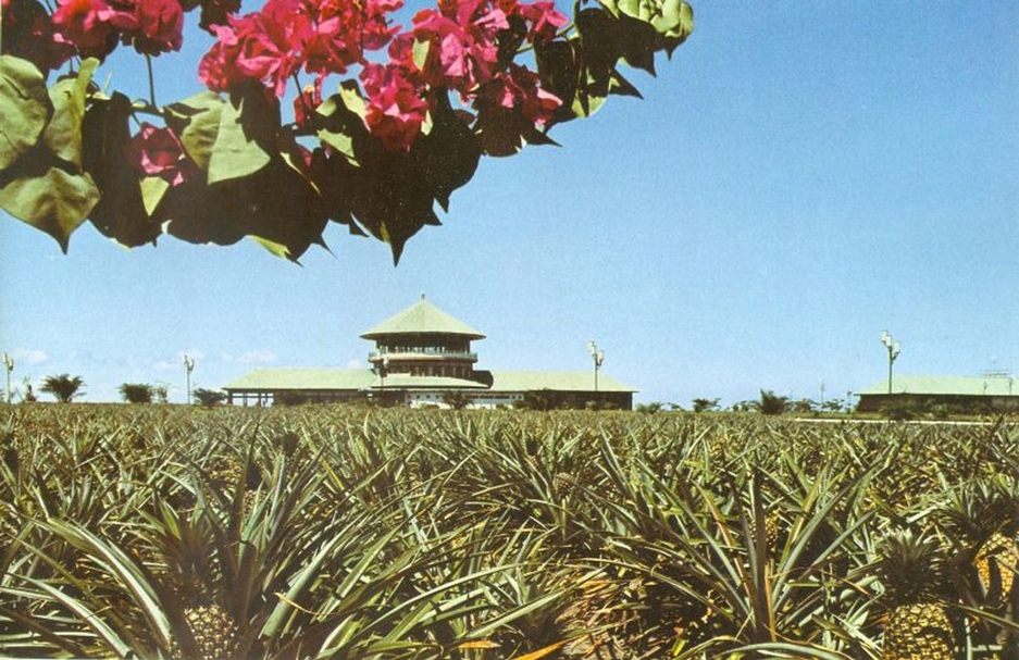 「中國寶塔」與農耕團建造的鳳梨田。(© Kinshasa Then and Now)