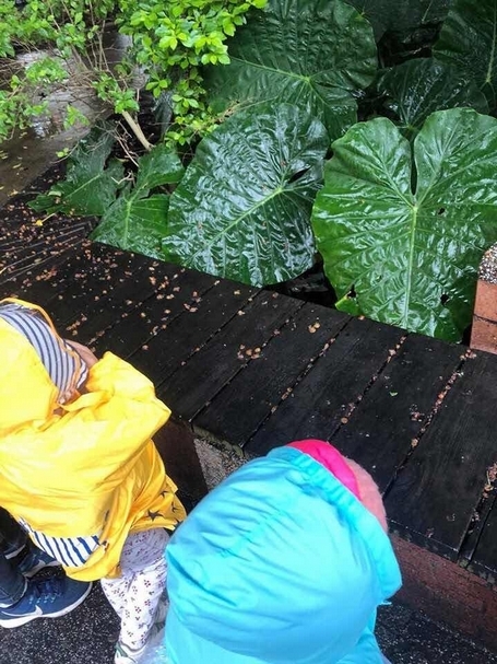 大大的葉片好像雨傘（圖片來源：小種子親子共學）